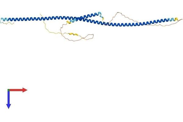 NDE1 Protein (NDE1) (AA 1-344) (His tag)