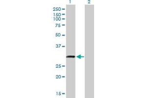 Western Blot analysis of C18orf10 expression in transfected 293T cell line by C18orf10 MaxPab polyclonal antibody. (TPGS2 Antikörper  (AA 1-300))