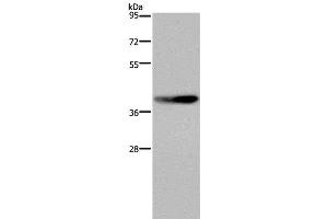 Western Blot analysis of RAW264. (DUSP4 Antikörper)