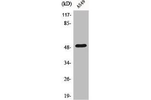 Western Blot analysis of A549 cells using Dynactin 2 Polyclonal Antibody (Dynamitin Antikörper  (C-Term))
