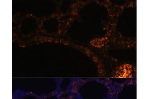 Immunofluorescence analysis of Rat lung cells using MUC2 Polyclonal Antibody at dilution of 1:100. (MUC2 Antikörper)
