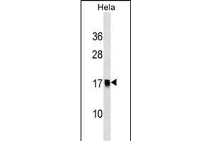 S1 Antibody (Center) (ABIN1538345 and ABIN2849044) western blot analysis in Hela cell line lysates (35 μg/lane). (AP2S1 Antikörper  (AA 36-64))