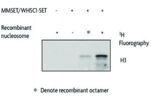 MMSET / WHSC1 - SET activity assay using Recombinant Nucleosomes as substrates.