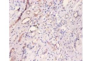 Immunohistochemistry (IHC) image for anti-Myosin Light Chain 6, Alkali, Smooth Muscle and Non Muscle (MYL6) (AA 3-151) antibody (ABIN7160542)