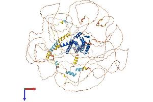 AFF2 Protein (AA 1-1311) (His tag)