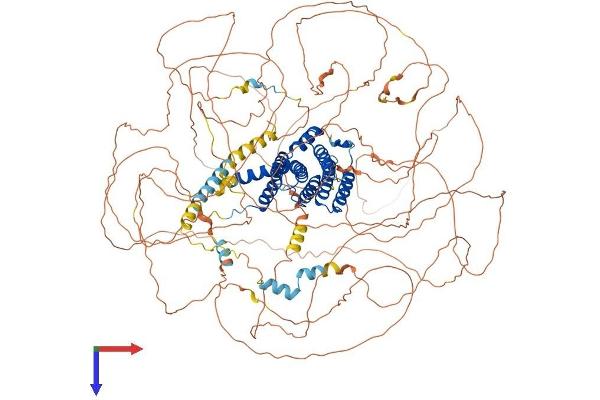 AFF2 Protein (AA 1-1311) (His tag)