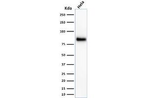 Western Blot Analysis of HeLa cell lysate using CD44 Mouse Monoclonal Antibody (156-3C11). (CD44 Antikörper)