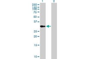 Western Blot analysis of OVOL1 expression in transfected 293T cell line by OVOL1 MaxPab polyclonal antibody. (OVOL1 Antikörper  (AA 1-267))