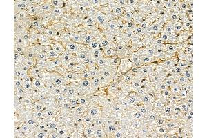 ABIN7096903 and ABIN7100969 at 1/100 staining mouse liver tissue by IHC-P.