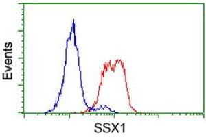 Image no. 6 for anti-Synovial Sarcoma, X Breakpoint 1 (SSX1) antibody (ABIN1501157) (SSX1 Antikörper)