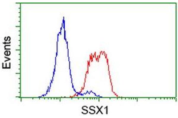 SSX1 Antikörper