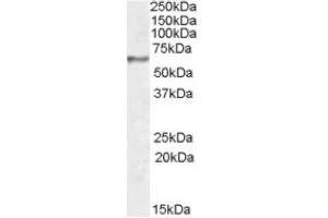 Image no. 1 for anti-Synaptotagmin I (SYT1) (Internal Region) antibody (ABIN375123) (SYT1 Antikörper  (Internal Region))