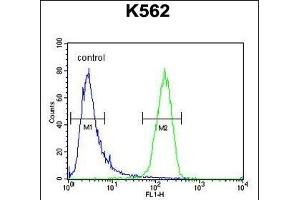 IQCJ Antibody (C-term) (ABIN654864 and ABIN2844523) flow cytometric analysis of K562 cells (right histogram) compared to a negative control cell (left histogram). (IQCJ Antikörper  (C-Term))