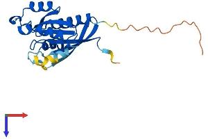 RAB10 Protein (AA 1-200) (His tag)