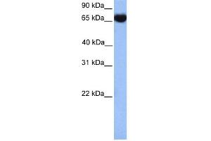 WB Suggested Anti-HSPA1L Antibody Titration: 0. (HSPA1L Antikörper  (C-Term))