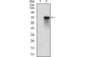 Western blot analysis using RPS6KA2 mAb against HEK293 (1) and RPS6KA2 (AA: 415-734)-hIgGFc transfected HEK293 (2) cell lysate.