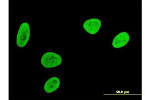 Immunofluorescence (IF) image for anti-MEF2B Neighbor (MEF2BNB) (AA 1-119) antibody (ABIN2752346)