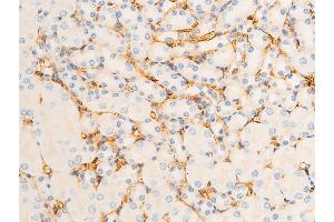 ABIN6267302 at 1/100 staining mouse kidney tissue sections by IHC-P. (ICAM1 Antikörper  (pTyr512))