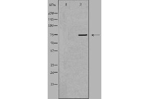 Western blot analysis of extracts from HeLa cells, using NFE2L3 antibody. (NFE2L3 Antikörper  (C-Term))