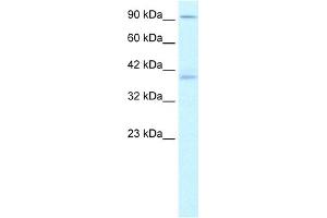WB Suggested Anti-KIFC2 Antibody Titration:  1. (KIFC2 Antikörper  (N-Term))