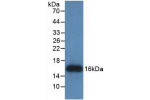 Western Blot; Sample: Recombinant REG3g, Human. (REG3g Antikörper  (AA 39-175))