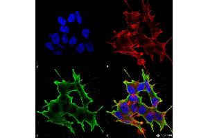 Immunocytochemistry/Immunofluorescence analysis using Mouse Anti-ATF4 Monoclonal Antibody, Clone S360A-24 . (ATF4 Antikörper  (AA 25-327) (Atto 594))