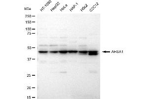 Western blotting analysis using AHSA1 antibody (ABIN7797488).