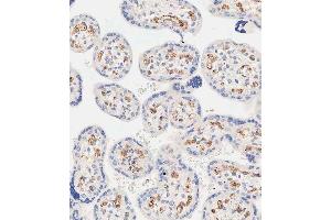 Immunohistochemical analysis of paraffin-embedded human placenta tissue using A performed on the Leica® BOND RXm.
