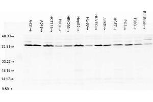 Western blot analysis of multiple Cell line lysates showing detection of AHA1 protein using Rabbit Anti-AHA1 Polyclonal Antibody . (AHSA1 Antikörper  (PE))