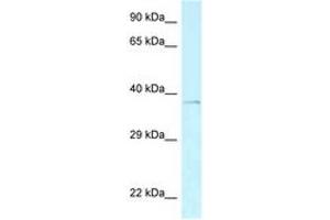 Image no. 1 for anti-AE Binding Protein 2 (AEBP2) (C-Term) antibody (ABIN6747760) (AEBP2 Antikörper  (C-Term))