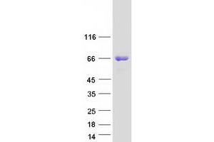 Epsin 2 Protein (EPN2) (Transcript Variant 1) (Myc-DYKDDDDK Tag)