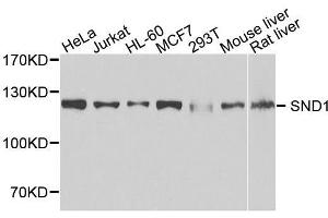 SND1 Antikörper  (AA 26-285)