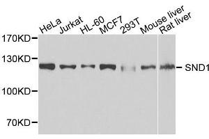 Western blot analysis of extracts of various cell lines, using SND1 antibody. (SND1 Antikörper  (AA 26-285))