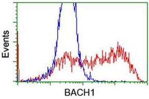 HEK293T cells transfected with either RC221628 overexpress plasmid (Red) or empty vector control plasmid (Blue) were immunostained by anti-BACH1 antibody (ABIN2455676), and then analyzed by flow cytometry. (BACH1 Antikörper)