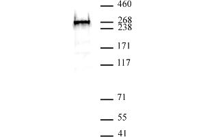 BAZ2A antibody (pAb) tested by Western blot. (BAZ2A Antikörper  (N-Term))