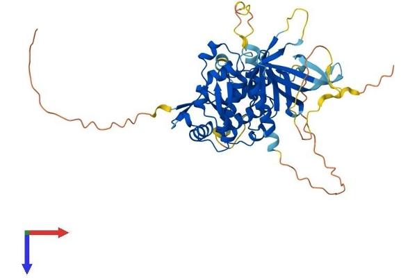 FRMD8 Protein (AA 1-464) (His tag)