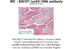 Image no. 1 for anti-BTB and CNC Homology 1, Basic Leucine Zipper Transcription Factor 1 (BACH1) (AA 92-104) antibody (ABIN1732181) (BACH1 Antikörper  (AA 92-104))
