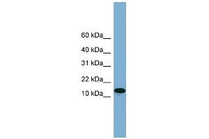 WB Suggested Anti-H2AFX Antibody Titration: 0. (H2AFX Antikörper  (Middle Region))