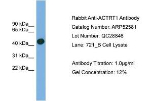 WB Suggested Anti-ACTRT1  Antibody Titration: 0. (ACTRT1 Antikörper  (Middle Region))