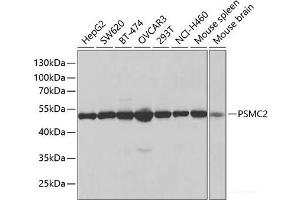 Western blot analysis of extracts of various cell lines using PSMC2 Polyclonal Antibody at dilution of 1:1000. (PSMC2 Antikörper)