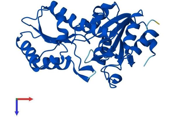 LHPP Protein (AA 1-270) (His tag)