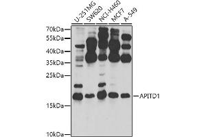 Western blot analysis of extracts of various cell lines, using  antibody (ABIN6132149, ABIN6136987, ABIN6136988 and ABIN6224308) at 1:1000 dilution. (APITD1 Antikörper  (AA 1-138))