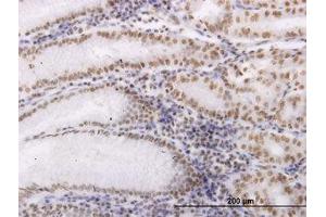 Image no. 1 for anti-Oxidative-Stress Responsive 1 (OXSR1) (AA 351-450) antibody (ABIN599104) (OXSR1 Antikörper  (AA 351-450))
