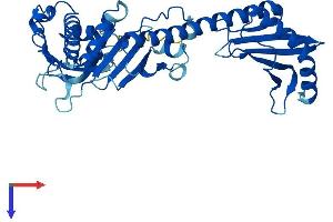BRE Protein (AA 1-383) (His tag)