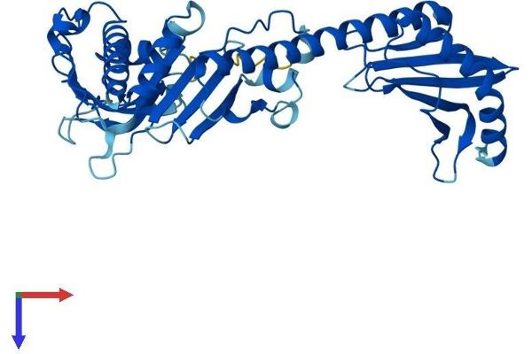 BRE Protein (AA 1-383) (His tag)