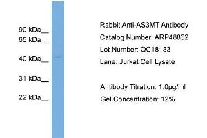 WB Suggested Anti-AS3MT  Antibody Titration: 0. (AS3MT Antikörper  (Middle Region))