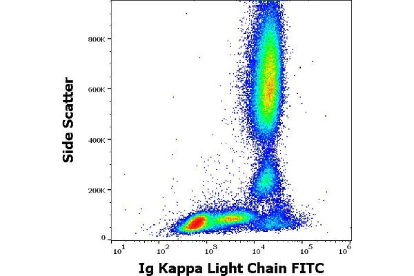 kappa Light Chain Antikörper  (FITC)