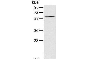 Western Blot analysis of NIH/3T3 cell using RELB Polyclonal Antibody at dilution of 1:200 (RELB Antikörper)