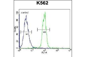 Flow cytometric analysis of K562 cells (right histogram) compared to a negative control cell (left histogram). (TCF21 Antikörper  (C-Term))