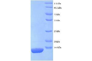 SDS-PAGE (SDS) image for Ribosomal Protein L27 (RPL27) (AA 2-85) protein (His tag) (ABIN5712642) (RPL27 Protein (AA 2-85) (His tag))